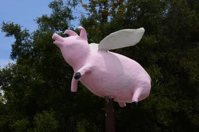 DSC_1964 (Large).JPG